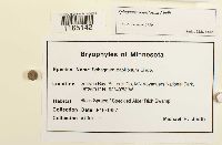 Sphagnum papillosum image