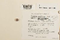 Sphagnum papillosum image