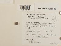 Sphagnum papillosum image