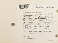 Sphagnum papillosum image