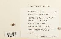 Sphagnum papillosum image