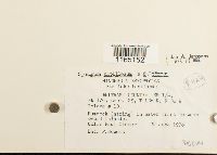 Sphagnum papillosum image