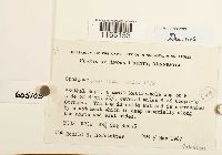 Sphagnum papillosum image