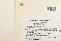 Sphagnum papillosum image