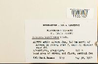 Sphagnum papillosum image