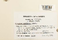 Sphagnum papillosum image