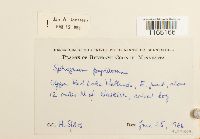 Sphagnum papillosum image