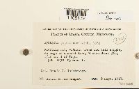 Sphagnum papillosum image