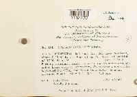 Sphagnum papillosum image