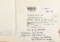 Sphagnum papillosum image