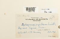 Sphagnum papillosum image