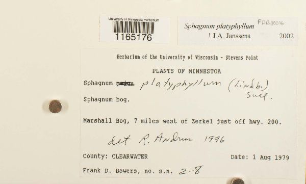 Sphagnum platyphyllum image
