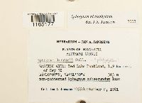 Sphagnum platyphyllum image