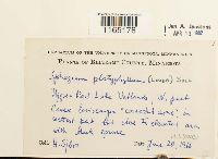 Sphagnum platyphyllum image