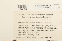 Sphagnum platyphyllum image