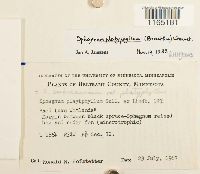 Sphagnum platyphyllum image