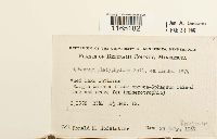 Sphagnum platyphyllum image