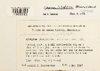 Sphagnum platyphyllum image