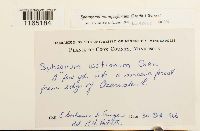 Sphagnum quinquefarium image