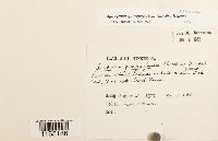 Sphagnum quinquefarium image