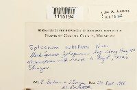 Sphagnum rubellum image