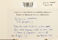 Sphagnum rubellum image