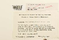 Sphagnum rubellum image