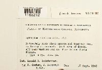 Sphagnum rubellum image