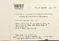 Sphagnum rubellum image