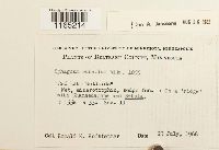 Sphagnum rubellum image