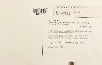 Sphagnum rubellum image