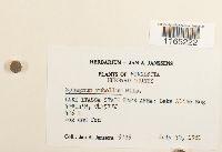 Sphagnum rubellum image