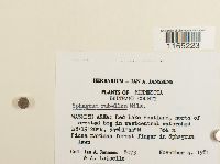 Sphagnum rubellum image