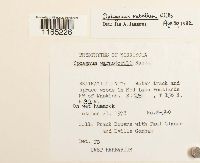 Sphagnum rubellum image