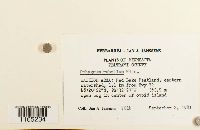 Sphagnum rubellum image