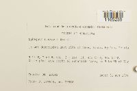 Sphagnum russowii image