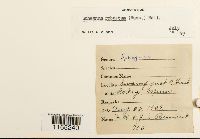 Sphagnum russowii image