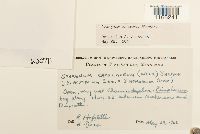 Sphagnum russowii image