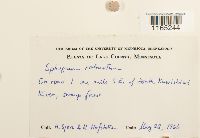 Sphagnum russowii image