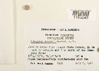 Sphagnum russowii image