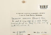 Sphagnum russowii image