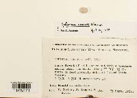 Sphagnum russowii image