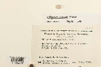 Sphagnum russowii image