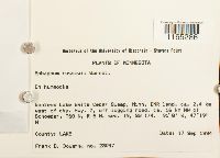 Sphagnum russowii image