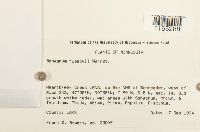 Sphagnum russowii image