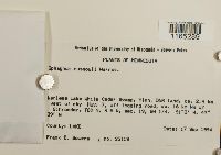 Sphagnum russowii image