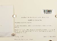 Sphagnum russowii image