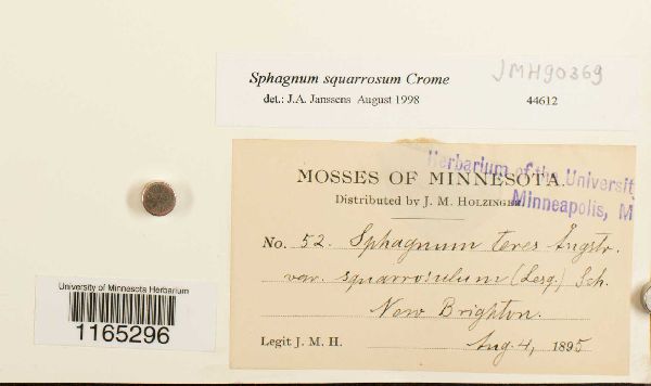 Sphagnum squarrosum image