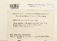 Sphagnum squarrosum image