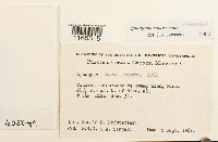 Sphagnum squarrosum image